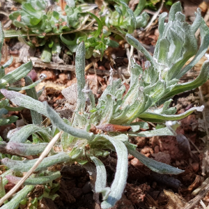 Photographie n°2560081 du taxon Filago germanica (L.) L.