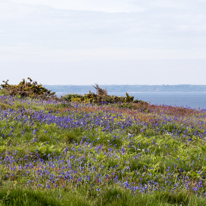 Photographie n°2560112 du taxon Hyacinthoides non-scripta (L.) Chouard ex Rothm.