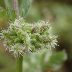 Photographie n°2560145 du taxon Torilis nodosa (L.) Gaertn.