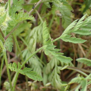 Photographie n°2560146 du taxon Torilis nodosa (L.) Gaertn.