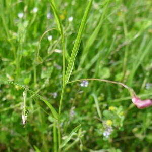 Photographie n°2560176 du taxon Lathyrus nissolia L. [1753]