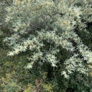 Photographie n°2560206 du taxon Elaeagnus angustifolia L. [1753]