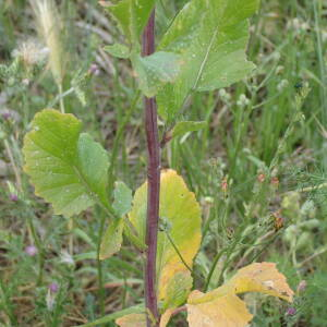 Photographie n°2560273 du taxon Rapistrum rugosum subsp. orientale (L.) Arcang.