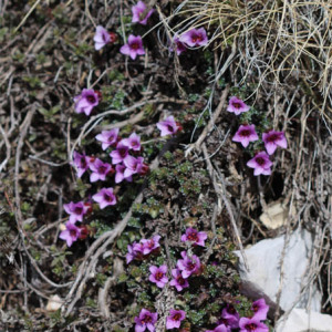 Photographie n°2560275 du taxon Saxifraga oppositifolia L.