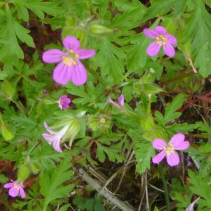 Photographie n°2560302 du taxon Geranium purpureum Vill. [1786]