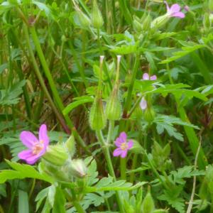 Photographie n°2560304 du taxon Geranium purpureum Vill. [1786]