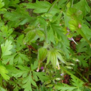 Photographie n°2560305 du taxon Geranium purpureum Vill. [1786]