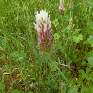 Photographie n°2560316 du taxon Trifolium incarnatum L. [1753]