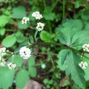 Photographie n°2560324 du taxon Sanicula europaea L. [1753]