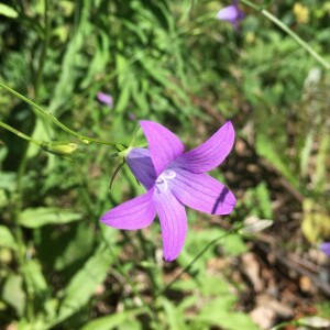 Photographie n°2560327 du taxon Campanula patula L. [1753]