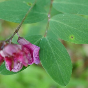 Photographie n°2560359 du taxon Lathyrus niger (L.) Bernh. [1800]