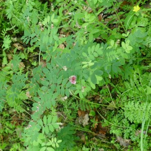Photographie n°2560360 du taxon Lathyrus niger (L.) Bernh. [1800]