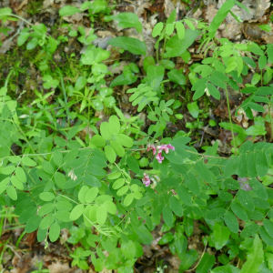 Photographie n°2560361 du taxon Lathyrus niger (L.) Bernh. [1800]