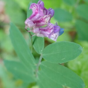Photographie n°2560362 du taxon Lathyrus niger (L.) Bernh. [1800]