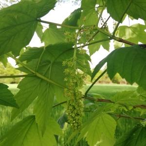 Photographie n°2560373 du taxon Acer pseudoplatanus L. [1753]