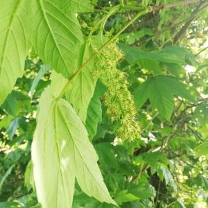 Photographie n°2560375 du taxon Acer pseudoplatanus L. [1753]