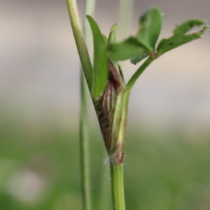 Photographie n°2560400 du taxon Trifolium pratense L. [1753]