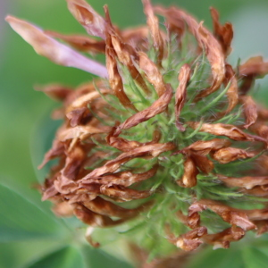 Photographie n°2560402 du taxon Trifolium pratense L. [1753]