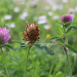 Photographie n°2560405 du taxon Trifolium pratense L. [1753]