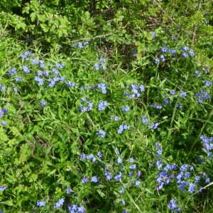 Photographie n°2560439 du taxon Lithospermum purpurascens Gueldenst. [1787]
