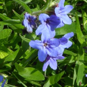 Photographie n°2560440 du taxon Lithospermum purpurascens Gueldenst. [1787]