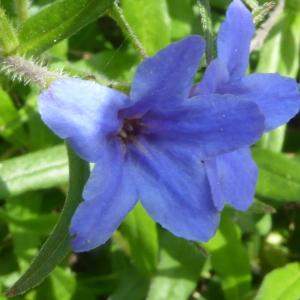 Photographie n°2560441 du taxon Lithospermum purpurascens Gueldenst. [1787]