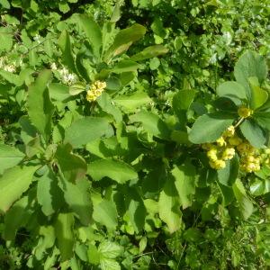 Photographie n°2560444 du taxon Berberis vulgaris L. [1753]