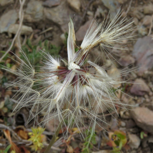 Photographie n°2560463 du taxon Hypochaeris glabra L.