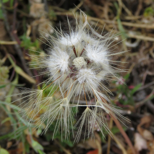 Photographie n°2560464 du taxon Hypochaeris glabra L.