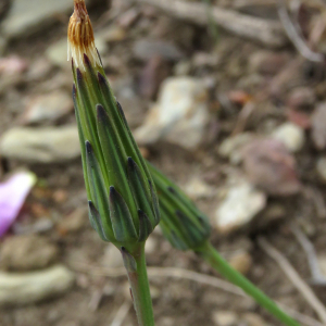 Photographie n°2560465 du taxon Hypochaeris glabra L.