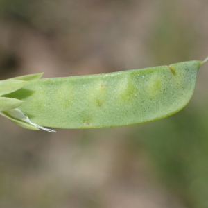 Photographie n°2560498 du taxon Lathyrus aphaca L.