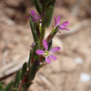Photographie n°2560501 du taxon Lythrum hyssopifolia L.