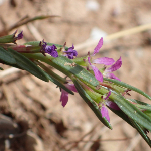 Photographie n°2560503 du taxon Lythrum hyssopifolia L.