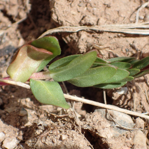 Photographie n°2560504 du taxon Lythrum hyssopifolia L.