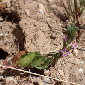 Photographie n°2560505 du taxon Lythrum hyssopifolia L.