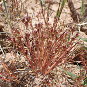  - Juncus capitatus Weigel