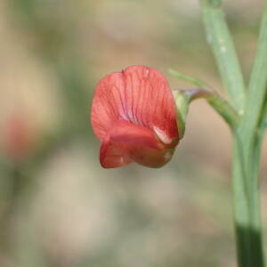 Photographie n°2560518 du taxon Lathyrus sphaericus Retz.