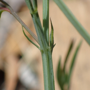 Photographie n°2560521 du taxon Lathyrus sphaericus Retz.