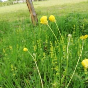 Photographie n°2560533 du taxon Ranunculus bulbosus L. [1753]