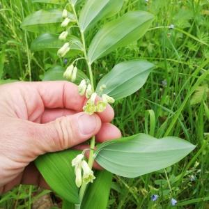 Photographie n°2560536 du taxon Polygonatum vulgare Desf. [1807]