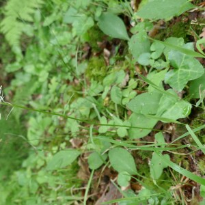 Photographie n°2560562 du taxon Phyteuma spicatum L. [1753]