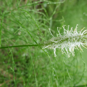 Photographie n°2560563 du taxon Phyteuma spicatum L. [1753]