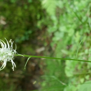 Photographie n°2560564 du taxon Phyteuma spicatum L. [1753]
