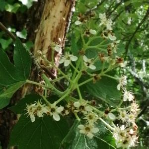 Photographie n°2560571 du taxon Sorbus torminalis (L.) Crantz