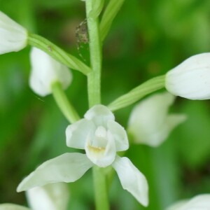 Photographie n°2560580 du taxon Cephalanthera longifolia (L.) Fritsch [1888]