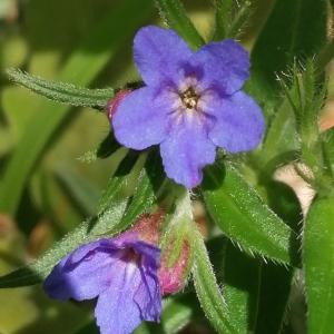 Photographie n°2560584 du taxon Buglossoides purpurocaerulea (L.) I.M.Johnst.