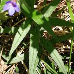 Photographie n°2560585 du taxon Buglossoides purpurocaerulea (L.) I.M.Johnst.