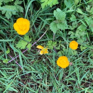 Photographie n°2560627 du taxon Ranunculus repens L.