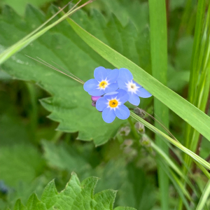 Photographie n°2560629 du taxon Myosotis arvensis Hill
