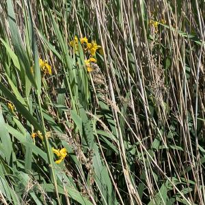 Photographie n°2560686 du taxon Iris pseudacorus L. [1753]